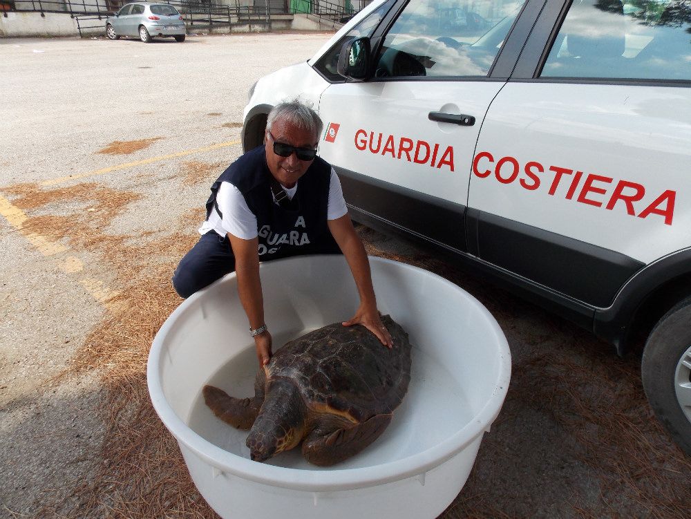 Curinga, salvata una tartaruga marina