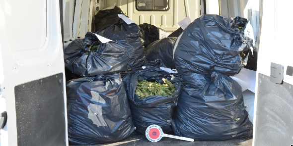 Crotone, sequestrato un quintale di marijuana, quattro arresti – NOMI