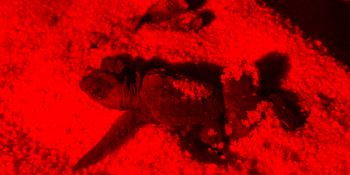 La spiaggia si trasforma in un nido: a Zambrone nascono 84 tartarughe marine