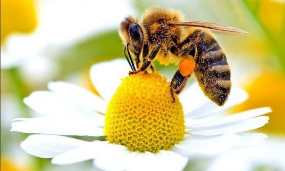 A Drapia  il primo “apiario olistico” in Calabria, il secondo nel Sud Italia – VIDEO