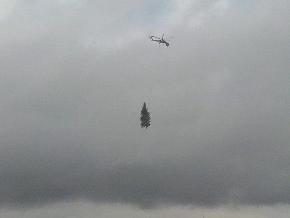 Partito da Fabrizia l'abete che abbellirà Piazza San Pietro