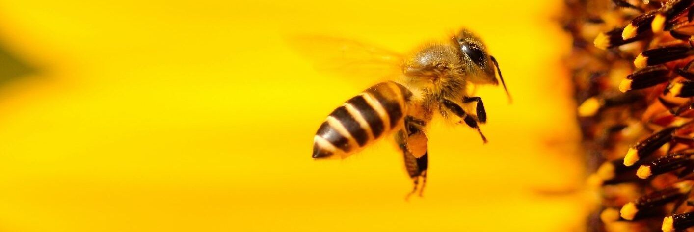 Nasce la filiera dell’ape italiana