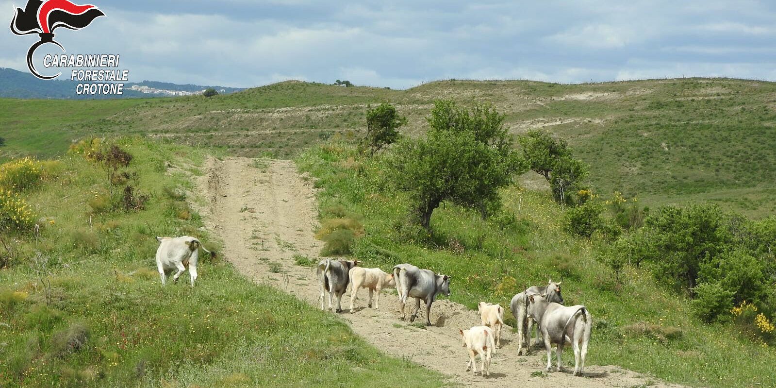 Pascolo abusivo di bovini, denunciato allevatore nel Crotonese