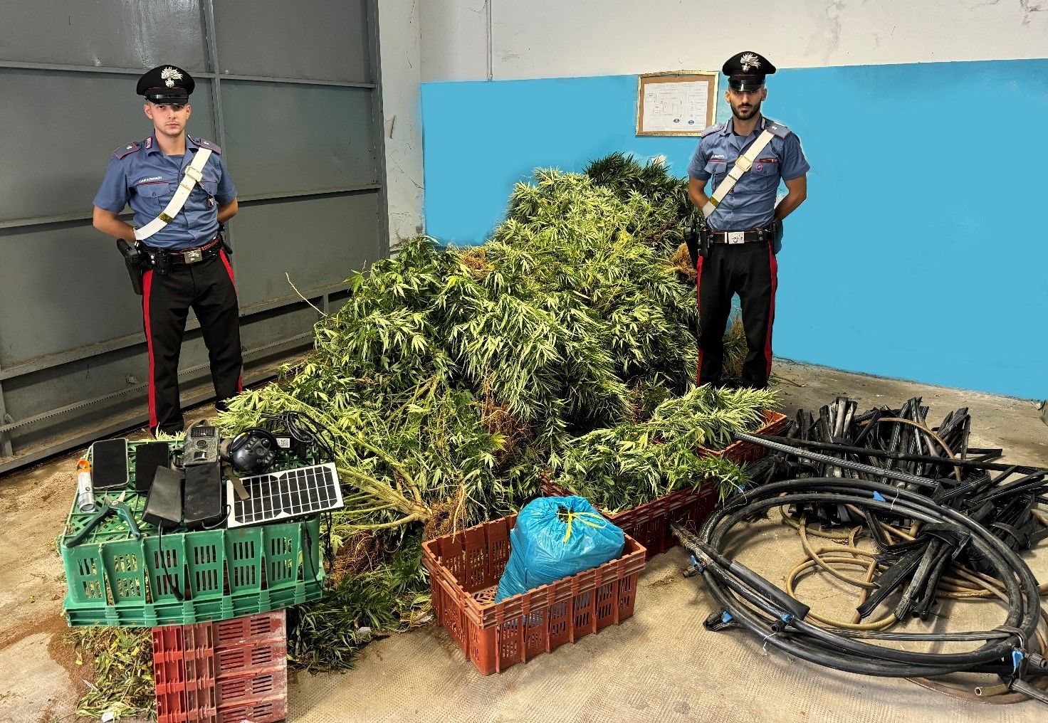 Scoperta piantagione di marijuana a Isola Capo Rizzuto, tre arresti dei carabinieri