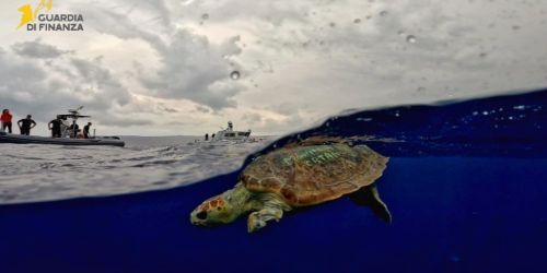 tartaruga Ariel vibo 1