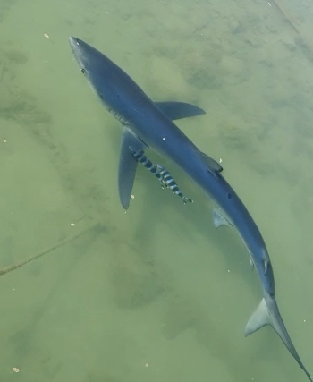 Una verdesca nuota nelle acque del porto di Vibo – VIDEO