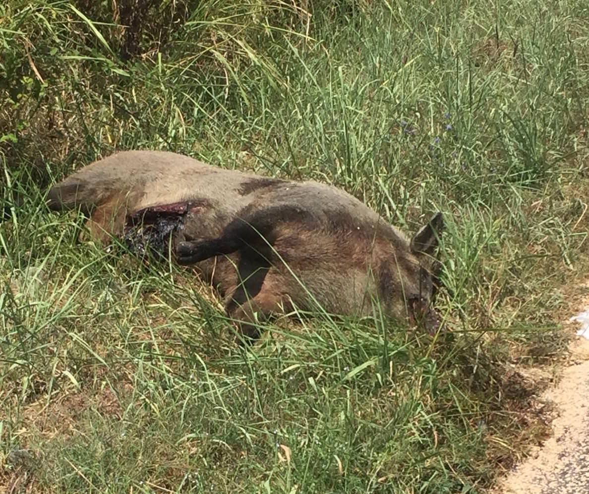 Lamezia, rifiuti (e la carcassa di un cinghiale) su via del Progresso