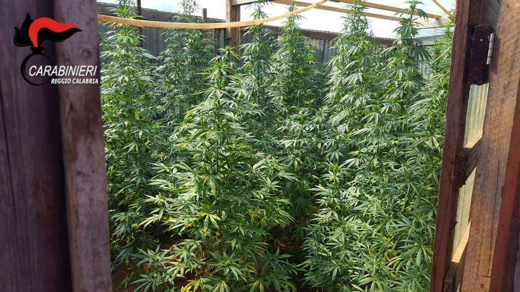 Piantagione di marijuana a Rosarno, arrestato 76enne