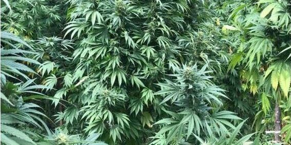 Sorpresi a coltivare 400 piante di marijuana, in due tornano liberi