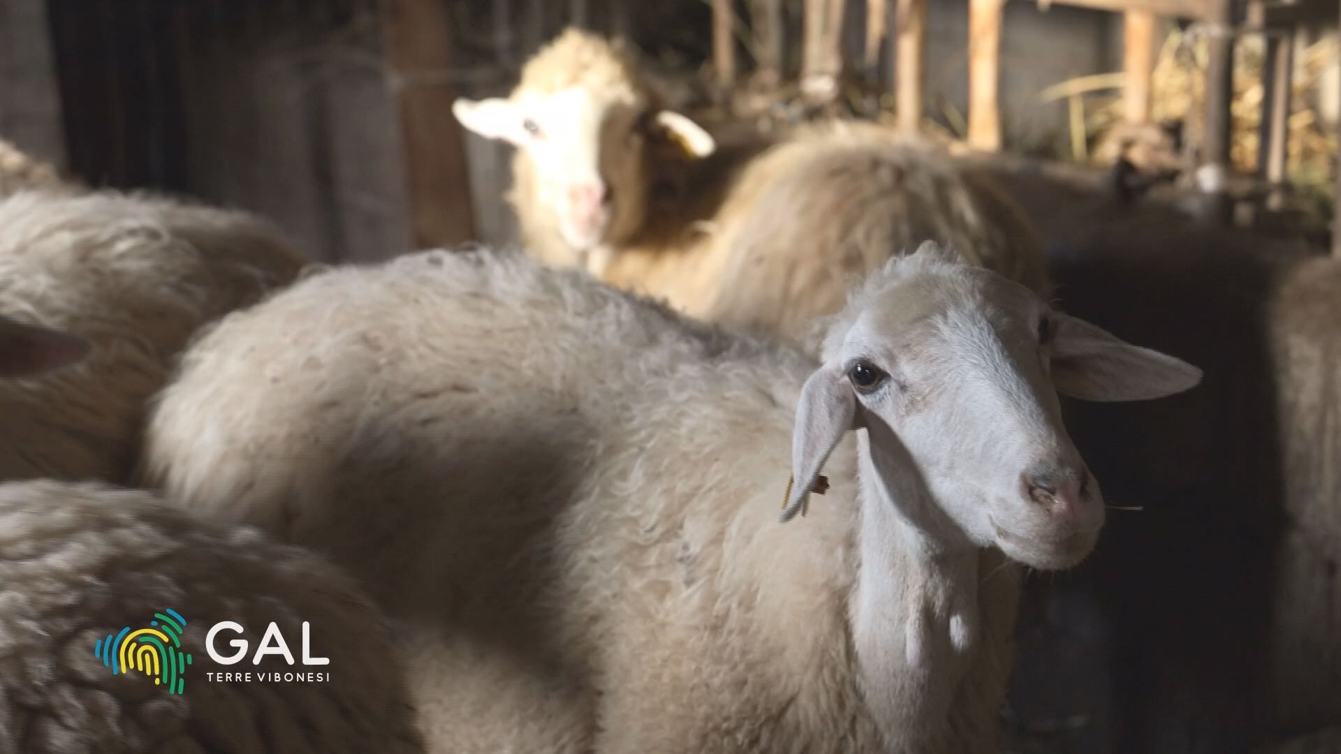 Tradizione e modernità per il brand “Pecorino del Monte Poro” – VIDEO