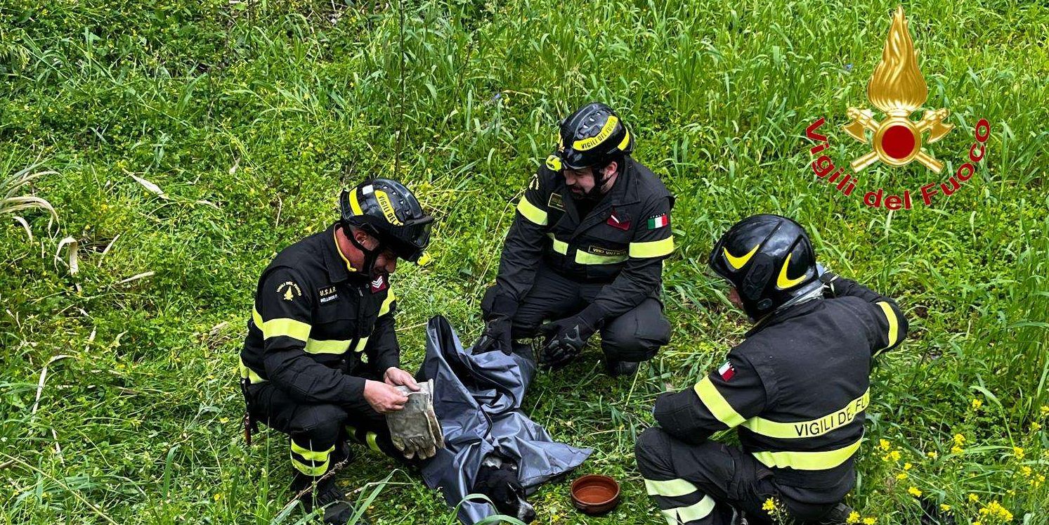 Limbadi, i vigili del fuoco soccorrono e salvano un cane travolto da un’auto