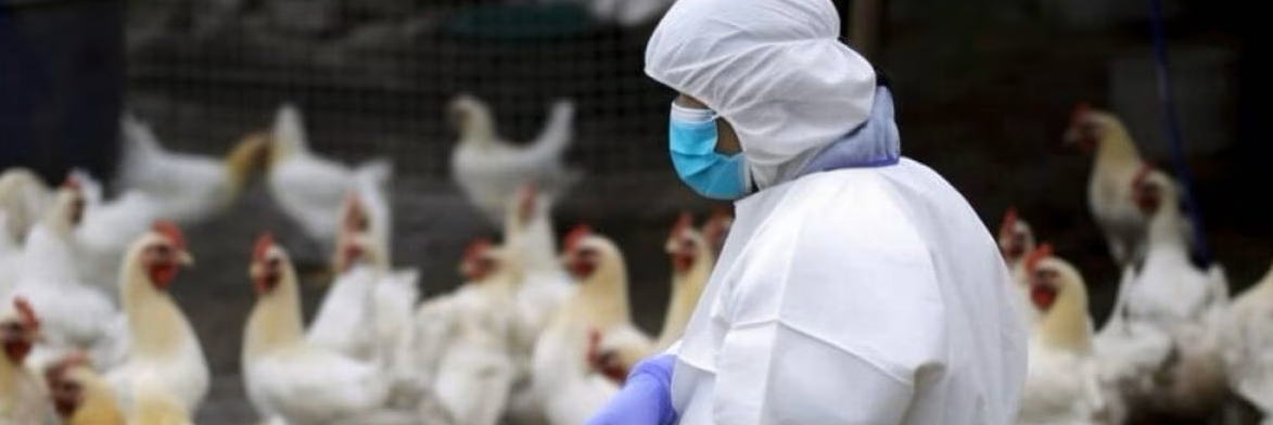 Danni per l’influenza aviaria, l’Ue stanzia 27,5 milioni di euro