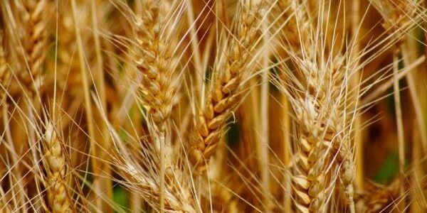 «L’accordo sul grano ucraino come arma negoziale»