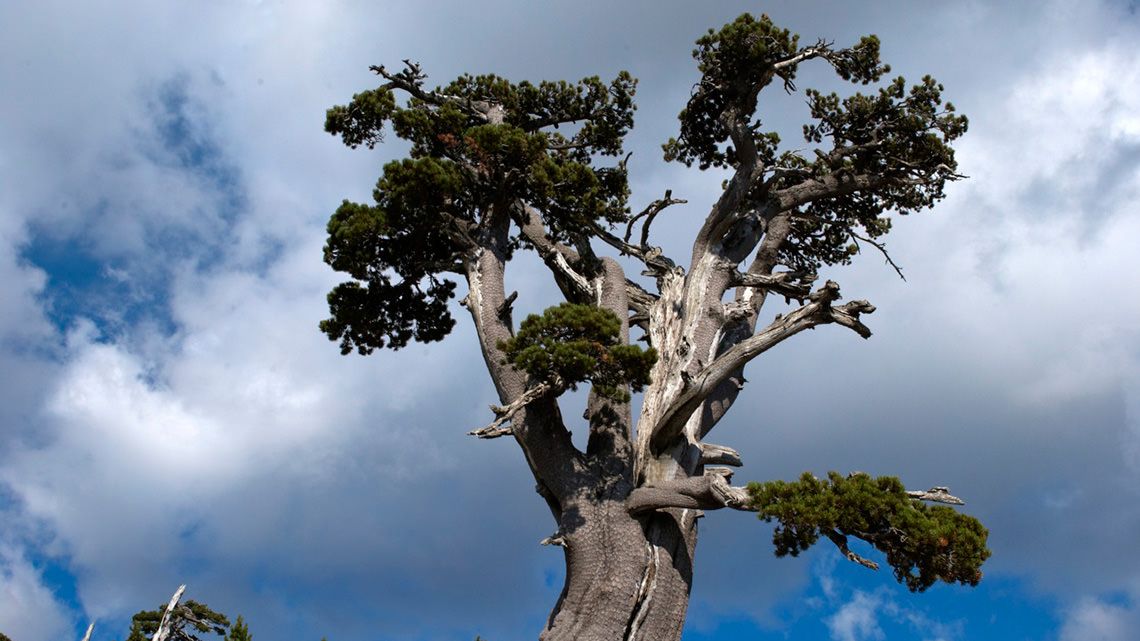 I 1.230 anni sul Pollino di Italus, l’albero più antico d’Europa