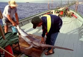 Sequestrati oltre trenta chili di pesce spada a Roseto Capo Spulico