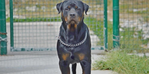 cane rottweiler