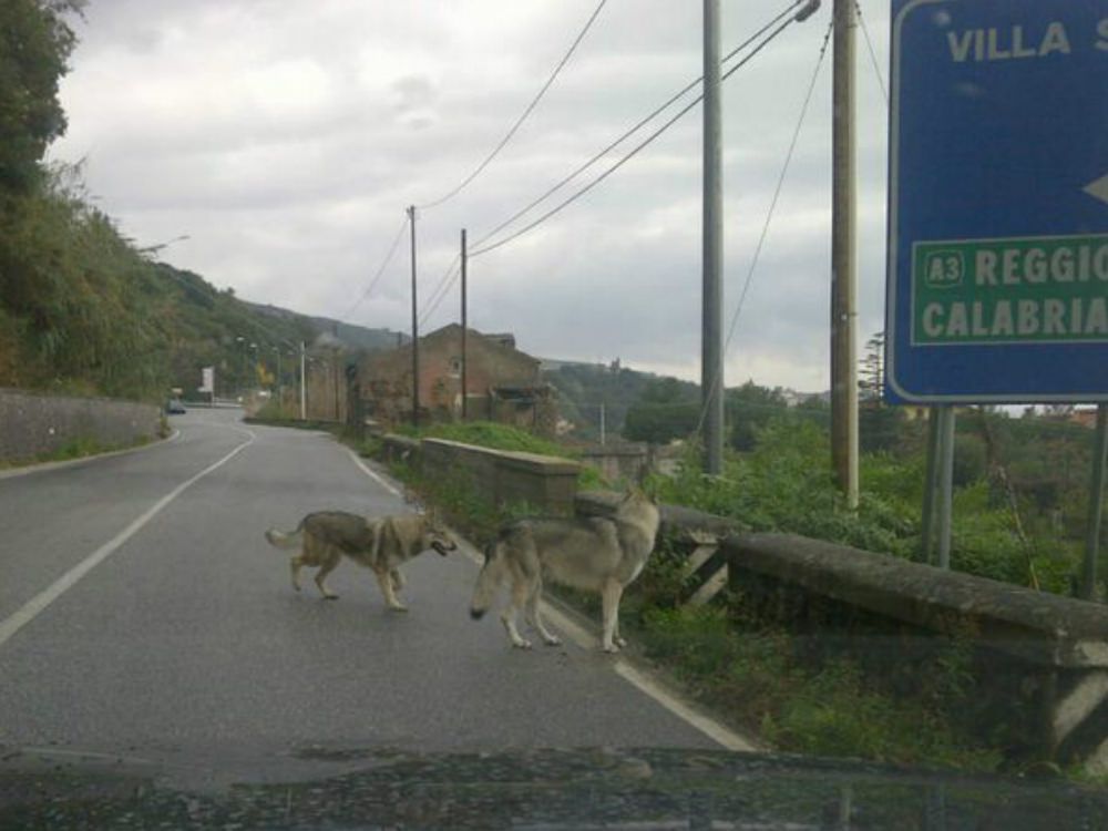 I cani-lupo tornano a casa