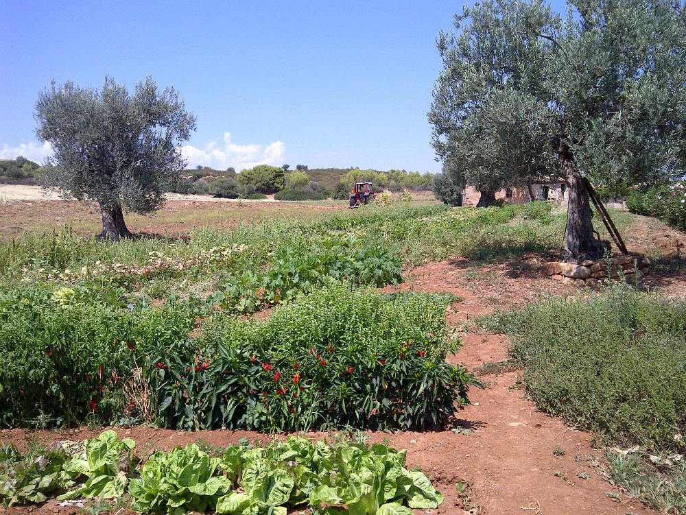 Falsi braccianti agricoli: 23 denunce a Crotone