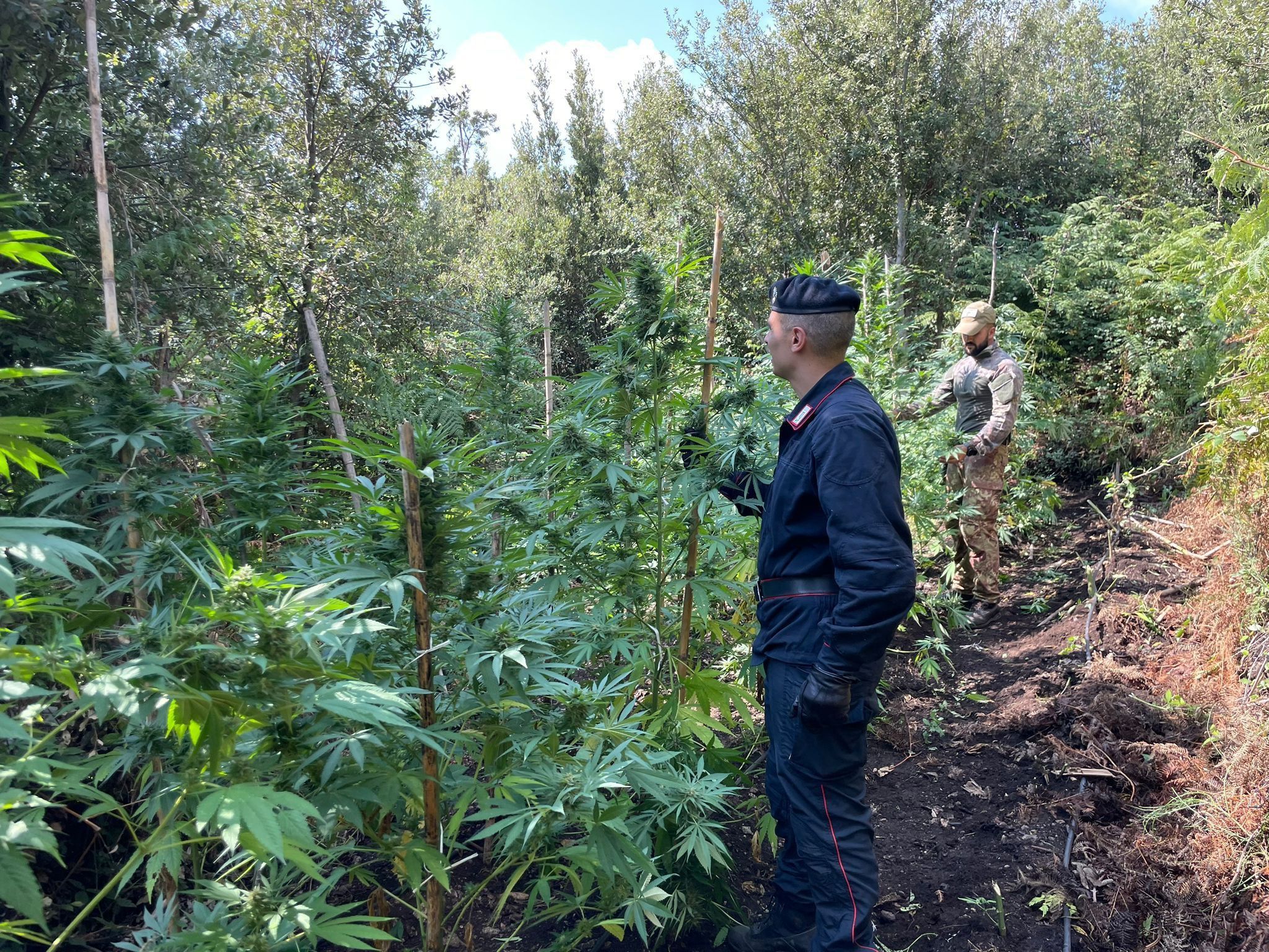 Nardodipace, nuovo sequestro di cannabis indica: 30 chili di droga del valore di 60mila euro – FOTO