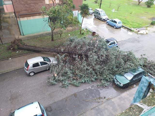 Maltempo in Calabria, il vento soffia forte su Cosenza: sradicati alcuni alberi -VIDEO e FOTO