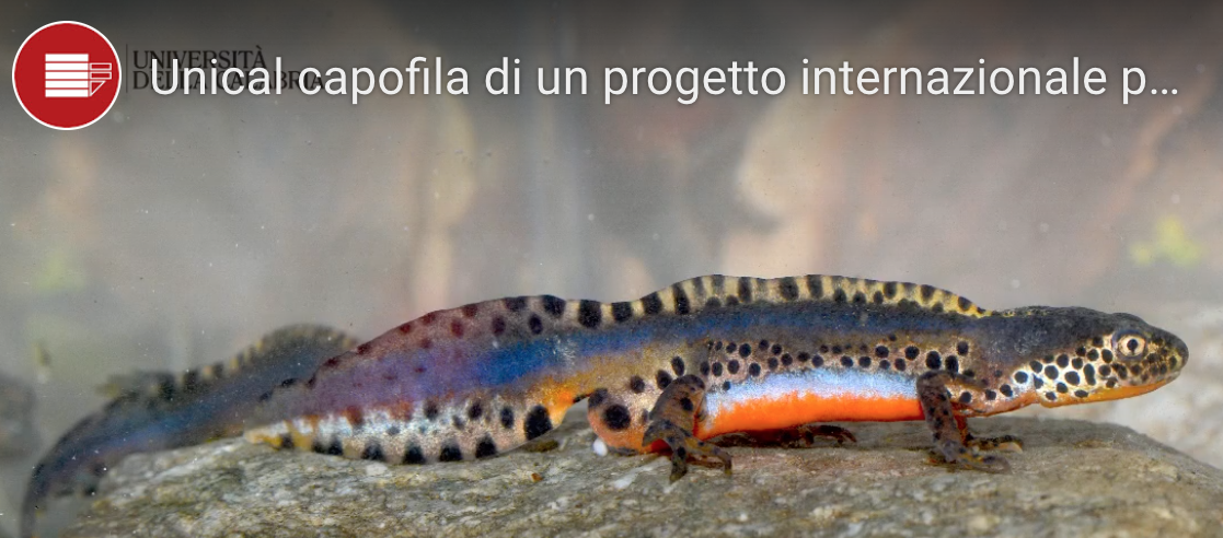 Unical capofila per la salvezza del raro tritone alpestre calabro