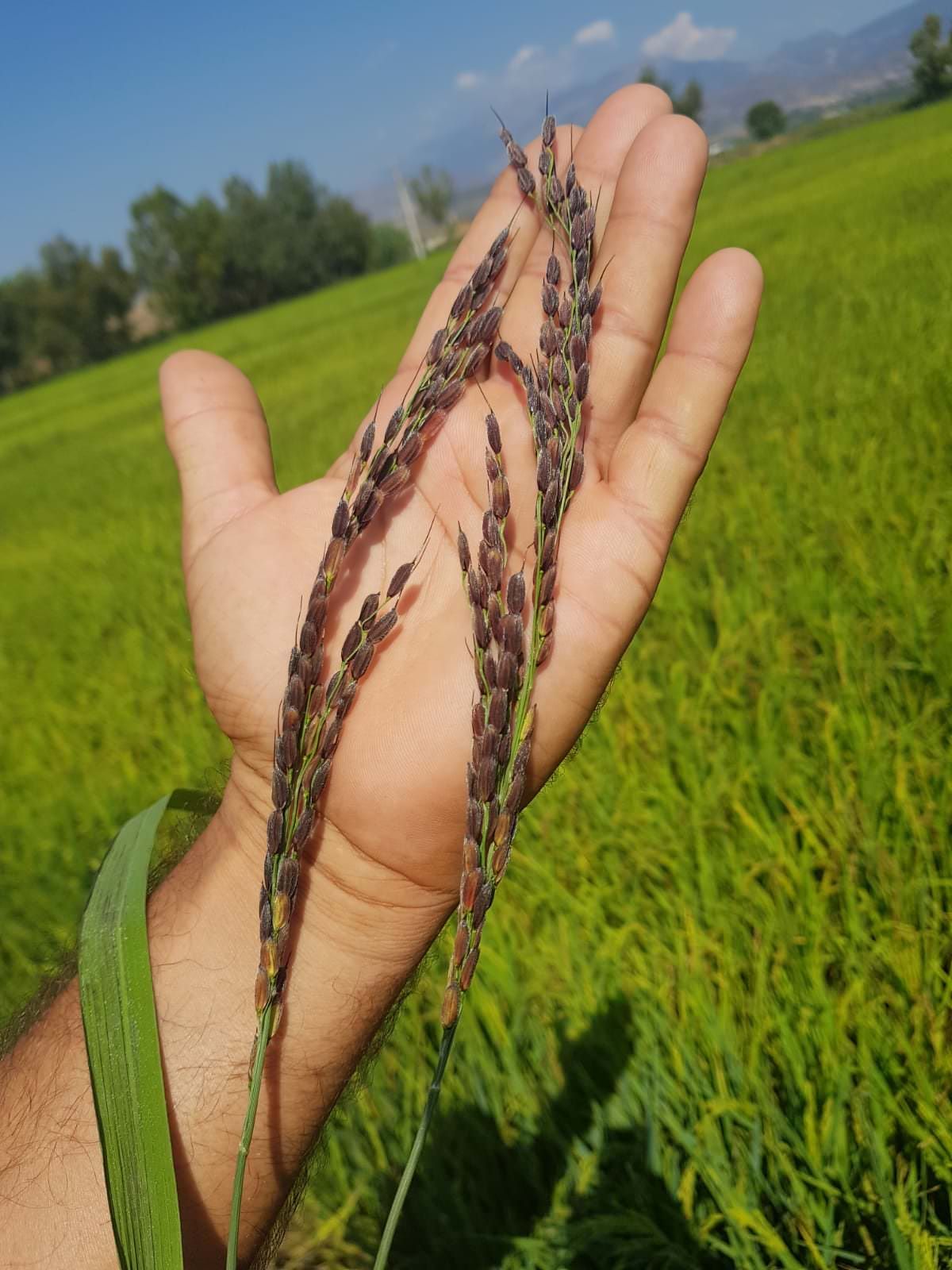 A Sibari nasce il riso nero "Jemma"