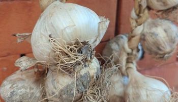 Dalla Calabria quattro nuovi Presìdi Slow Food a Terra Madre