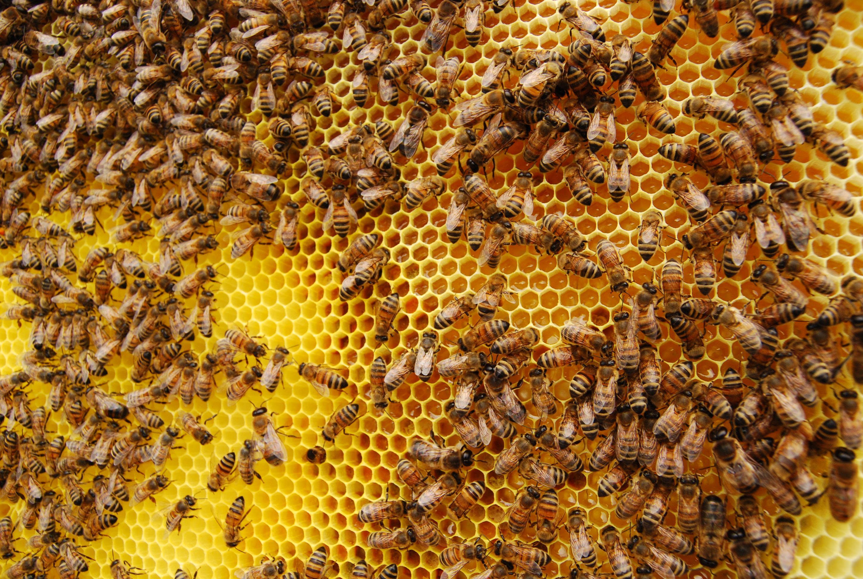 Slow Food: allarme per il coleottero predatore degli alveari