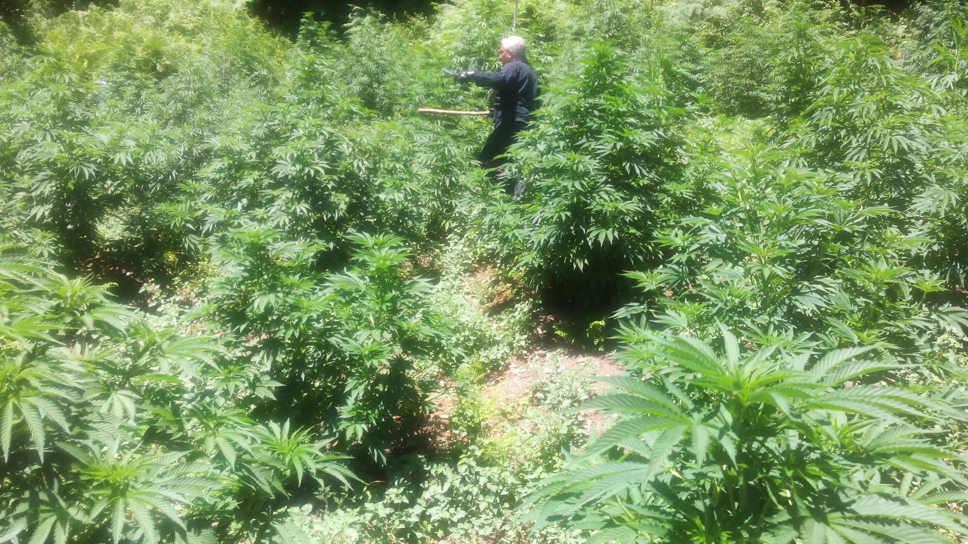 Scoperta piantagione di canapa nel Cosentino