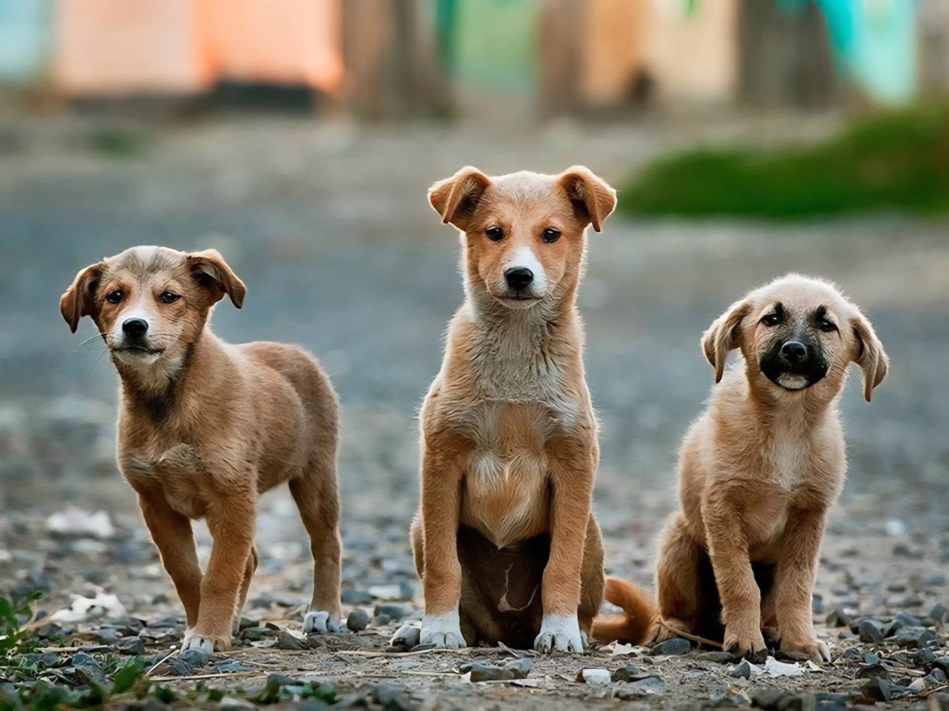 Il caso del sindaco di Camini Giuseppe Alfarano: «Troppi cani randagi, mi dimetto»