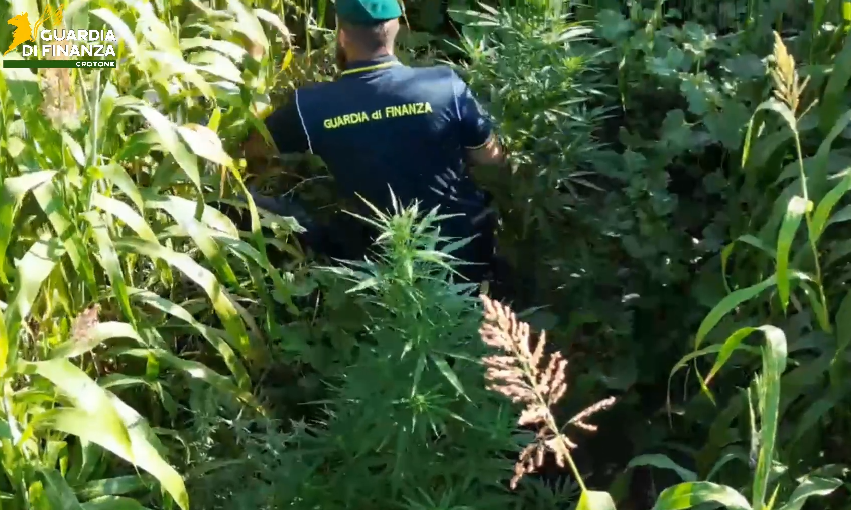 La Calabria come la Jamaica: nell’ultima settimana sequestrata una piantagione al giorno