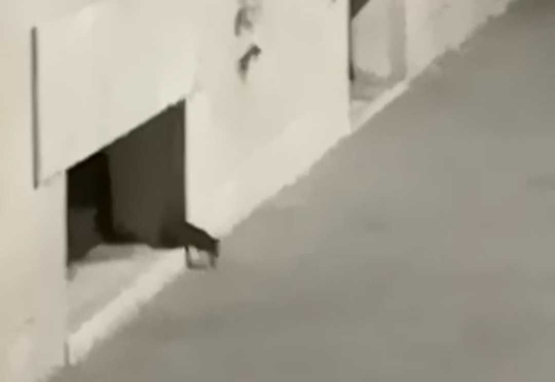 Crotone, consigliere comunale filma ratto all’esterno del Comune – VIDEO