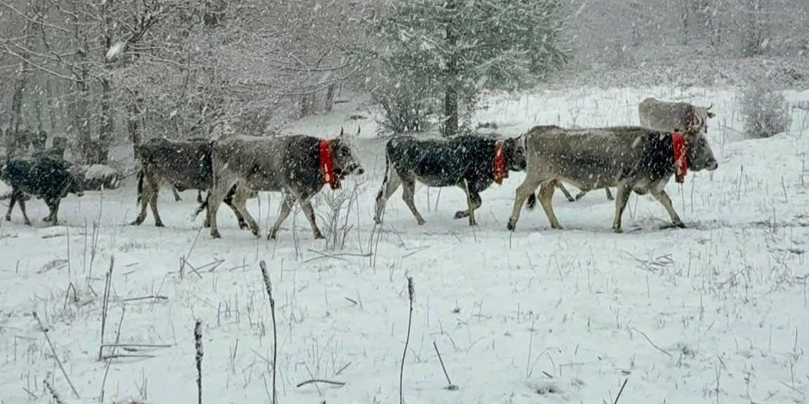 Un’altra notte con la neve: sui monti di Calabria scene suggestive e fiabesche – FOTO
