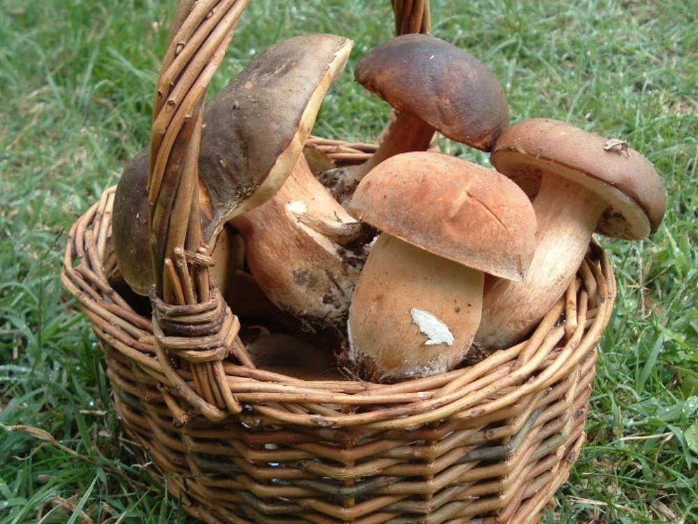 Si erano persi andando a funghi nelle Serre, ritrovati