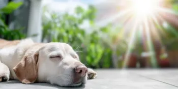 Caldo estremo, ecco l’ordinanza regionale che tutela gli animali d’affezione – IL TESTO