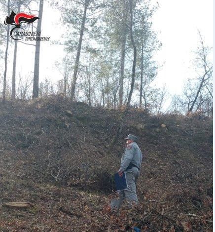 Taglio “selvaggio” di 200 piante in un bosco del Cosentino, denunciate due persone