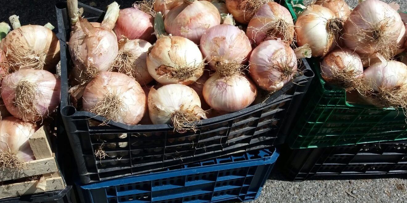 «Un marchio Deco per rafforzare la cipolla di Castrovillari»