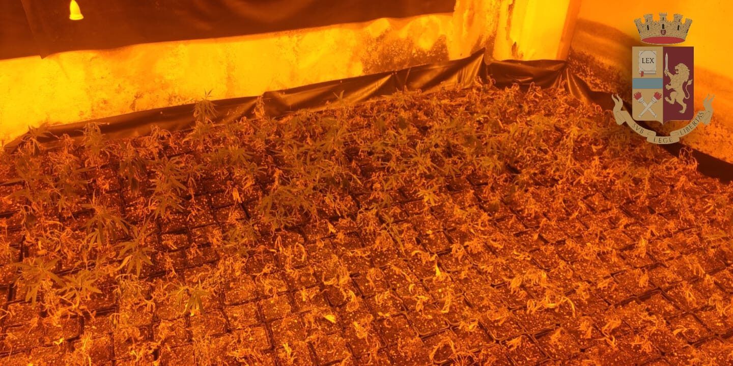 Amato, scoperto capannone per la produzione di marijuana con centinaia di chili di stupefacente