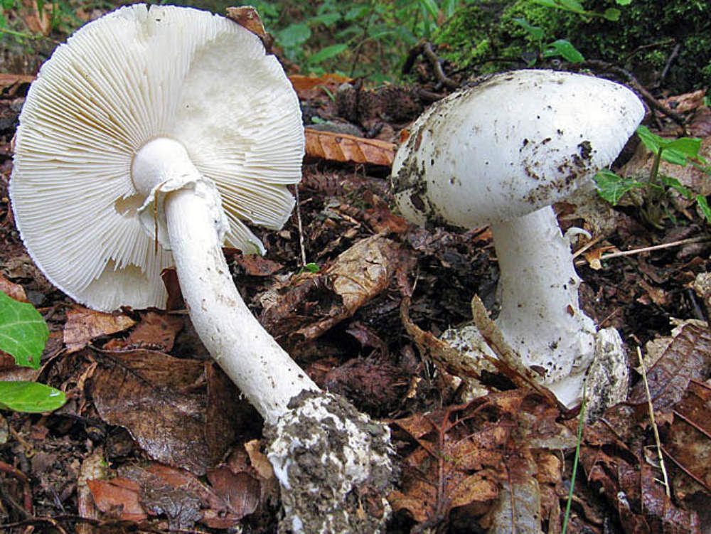 Si perdono nei boschi, ritrovati due cercatori di funghi