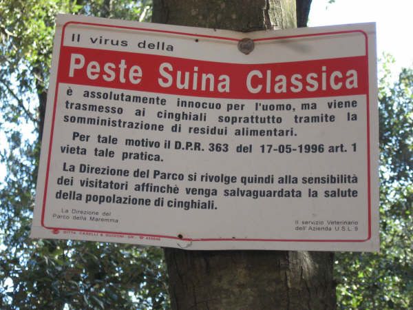 Peste suina, la Regione programma l’abbattimento di 82mila cinghiali