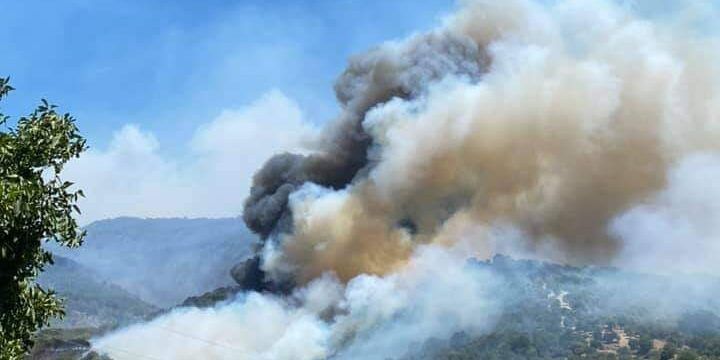 «L’Aspromonte in fiamme: chi poteva evitarlo?»