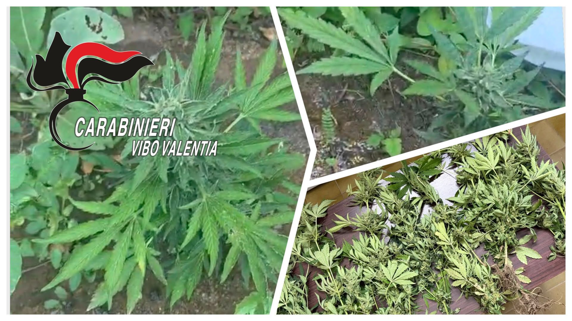 Sorpreso mentre irrigava una coltivazione di cannabis, denunciato un uomo a Joppolo