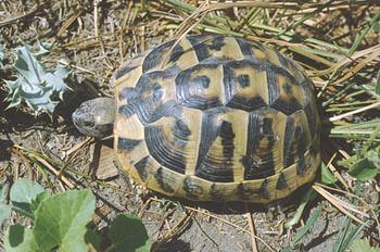 Sorpresi a vendere tartarughe di specie protetta