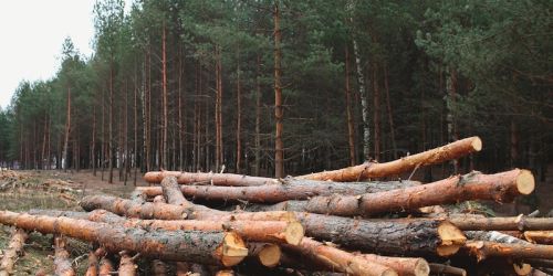 La filiera (criminale) del legno. «Il clan di Mesoraca controlla tutto». E Grande Aracri ha “creato” la centrale di Cutro