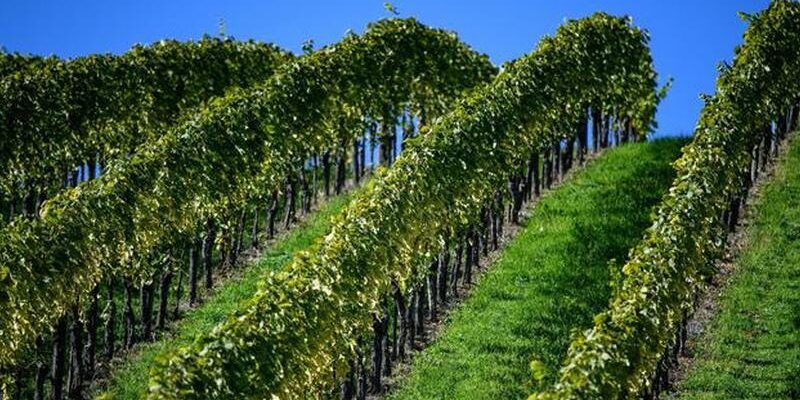 Vitivinicoltura, più di 1,3 milioni per le aziende calabresi