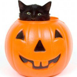 Halloween, allarme gatti neri anche in Calabria
