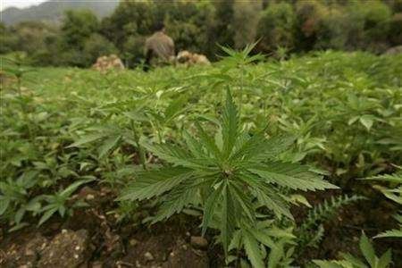 Coltivava cannabis nel suo terreno, arrestato