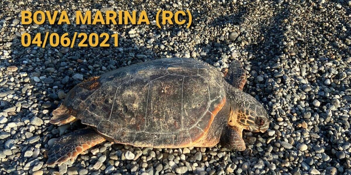 Morìa di tartarughe di mare nel Reggino, il centro recupero di Brancaleone spiega cosa fare
