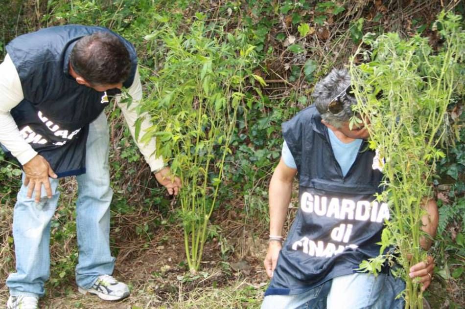Caulonia: sequestrate cinque piantagioni di marijuana