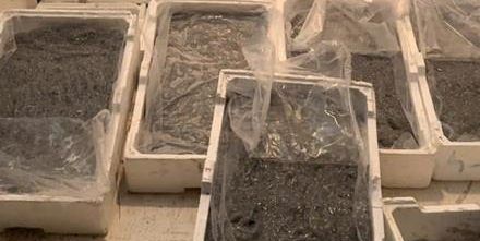 Contrasto alla pesca di frodo, sequestrati 250 chili di novellame